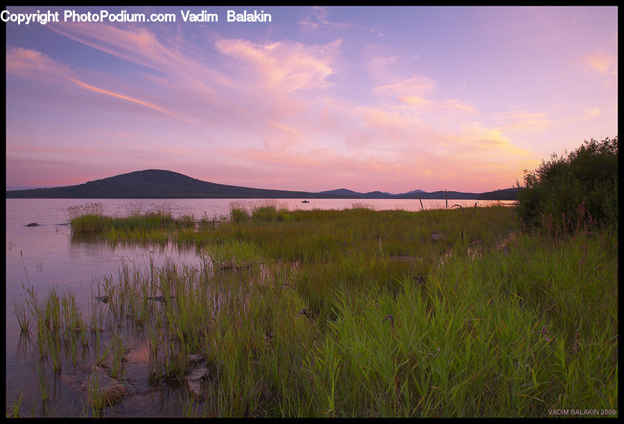 Grass, Plant, Reed, Land, Marsh, Outdoors, Swamp