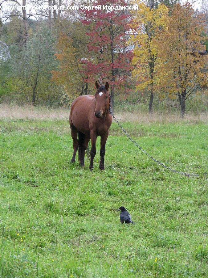 Countryside, Grassland, Meadow, Outdoors, Pasture, Ranch, Animal