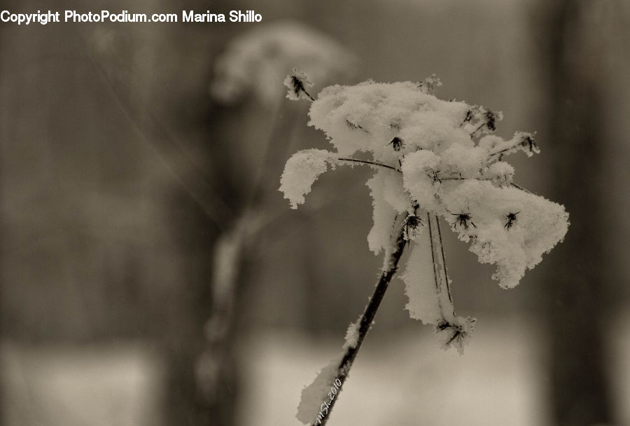 Blossom, Flora, Flower, Plant, Frost, Ice, Outdoors