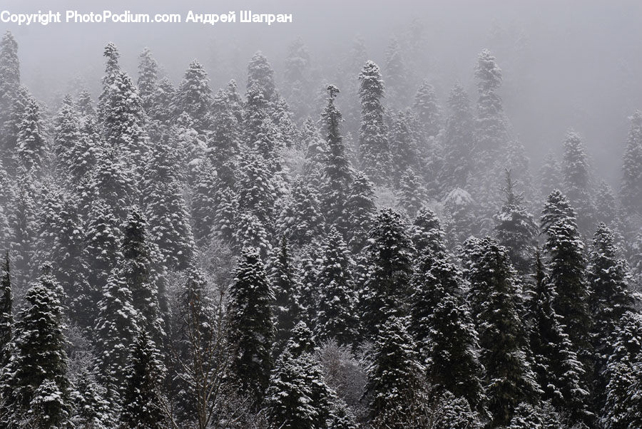Frost, Ice, Outdoors, Snow, Forest, Vegetation, Blossom