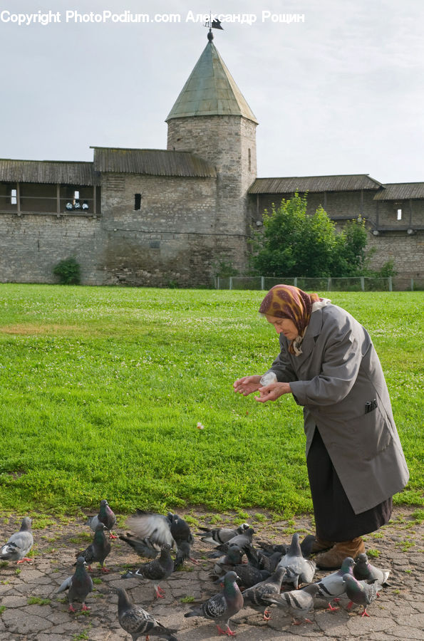 People, Person, Human, Bird, Pigeon, Leisure Activities