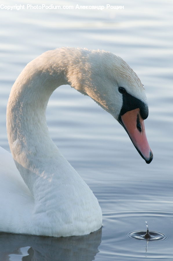 Bird, Swan, Waterfowl, Water, Outdoors, Ripple, Goose