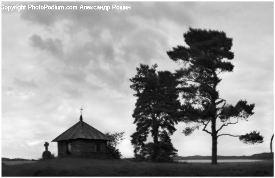 Plant, Tree, Conifer, Fir, Architecture, Church, Worship
