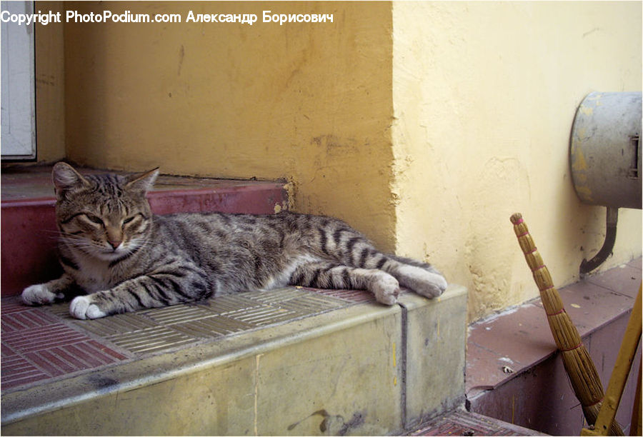 Broom, Animal, Cat, Mammal, Pet, Kitten, Chest