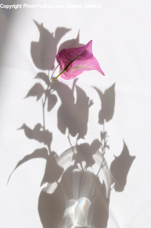 Flora, Flower, Gladiolus, Plant, Silhouette, Floral Design, Blossom