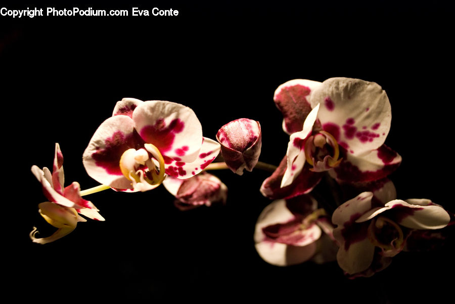 People, Person, Human, Blossom, Flora, Flower, Orchid