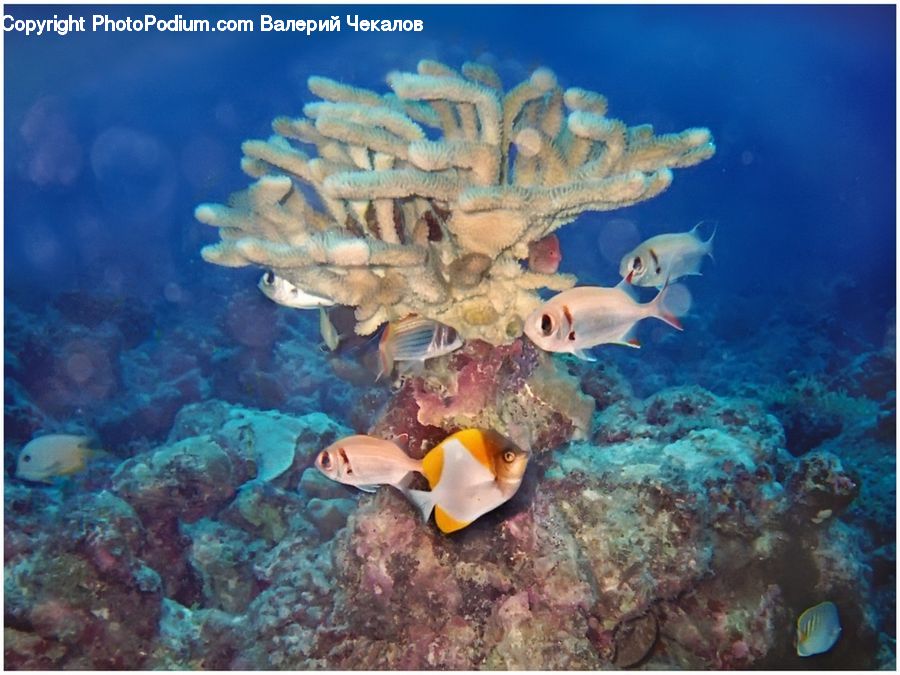 Coral Reef, Outdoors, Reef, Sea, Sea Life, Water, Fish