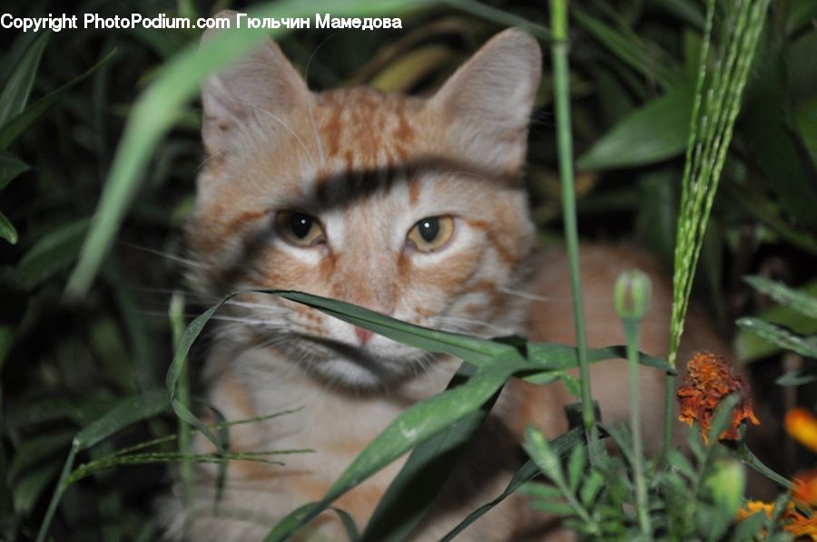 Abyssinian, Animal, Cat, Mammal, Pet, Plant, Canine