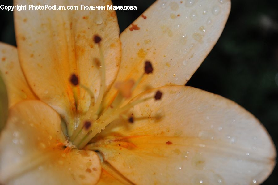 Flora, Flower, Lily, Plant, Agaric, Amanita, Fungus
