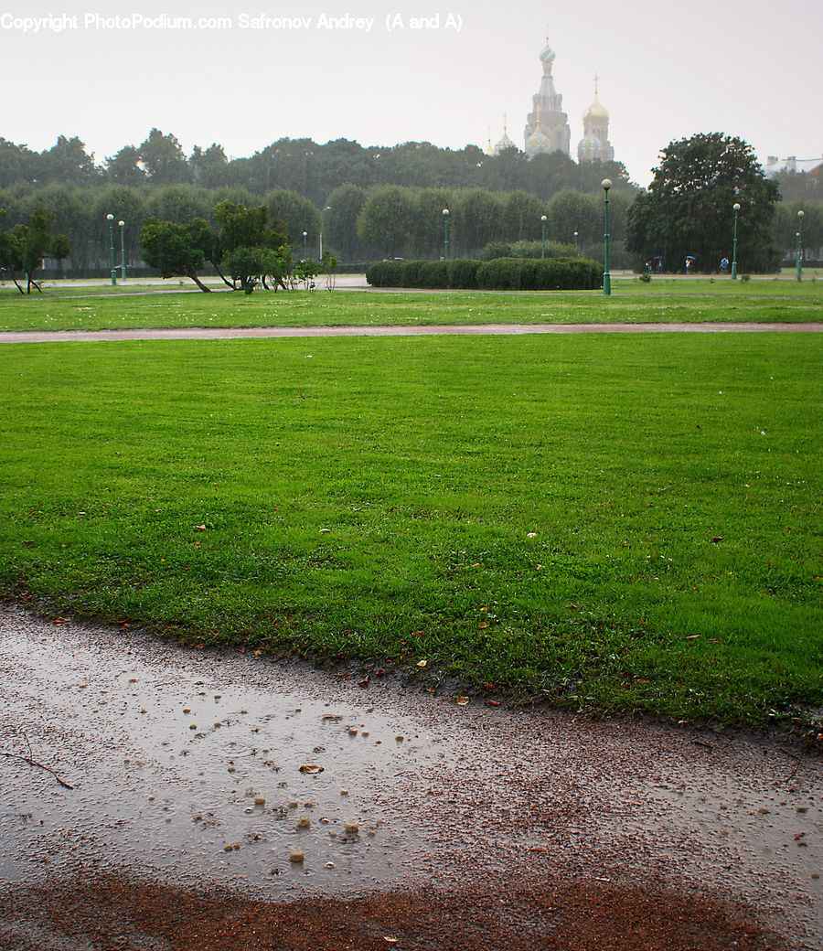 Field, Grass, Grassland, Plant