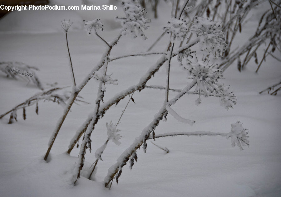 Birch, Tree, Wood, Conifer, Fir, Plant, Blossom
