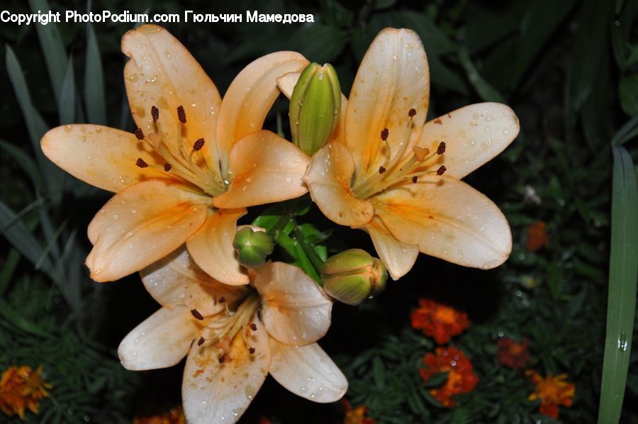 Flora, Flower, Lily, Plant, Agaric, Amanita, Fungus