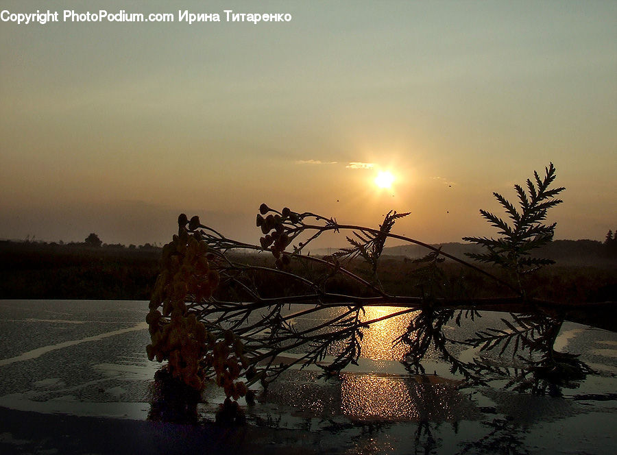 Dawn, Dusk, Sky, Sunrise, Sunset, Plant, Tree