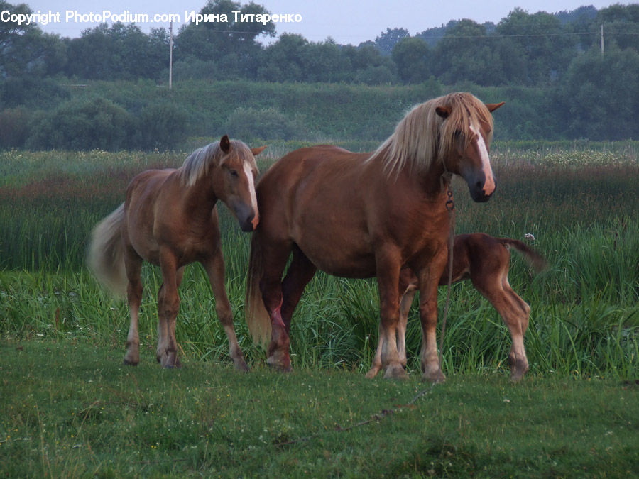 Animal, Colt Horse, Foal, Horse, Mammal