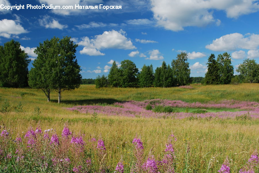 Field, Grass, Grassland, Land, Outdoors, Meadow, Pasture