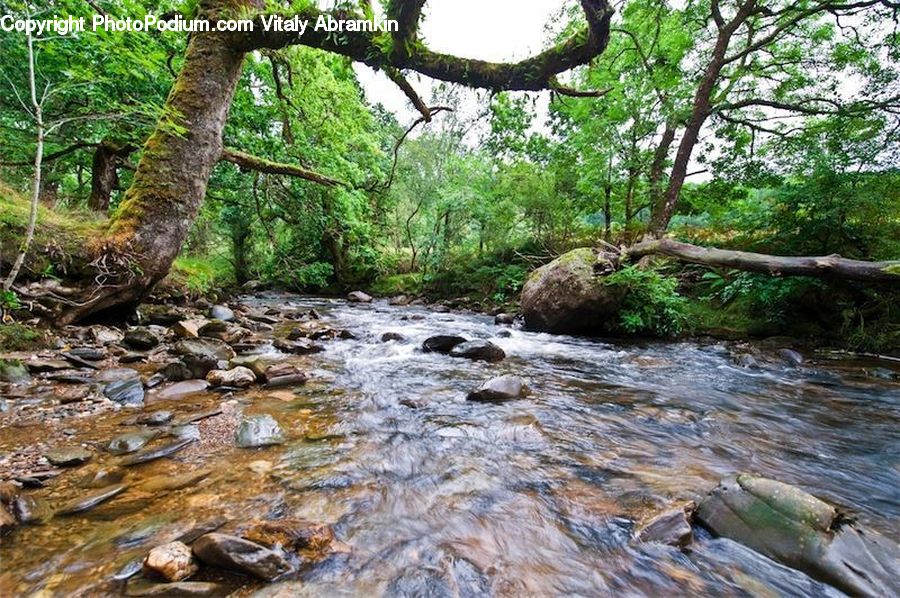 Creek, Outdoors, River, Water, Oak, Tree, Wood