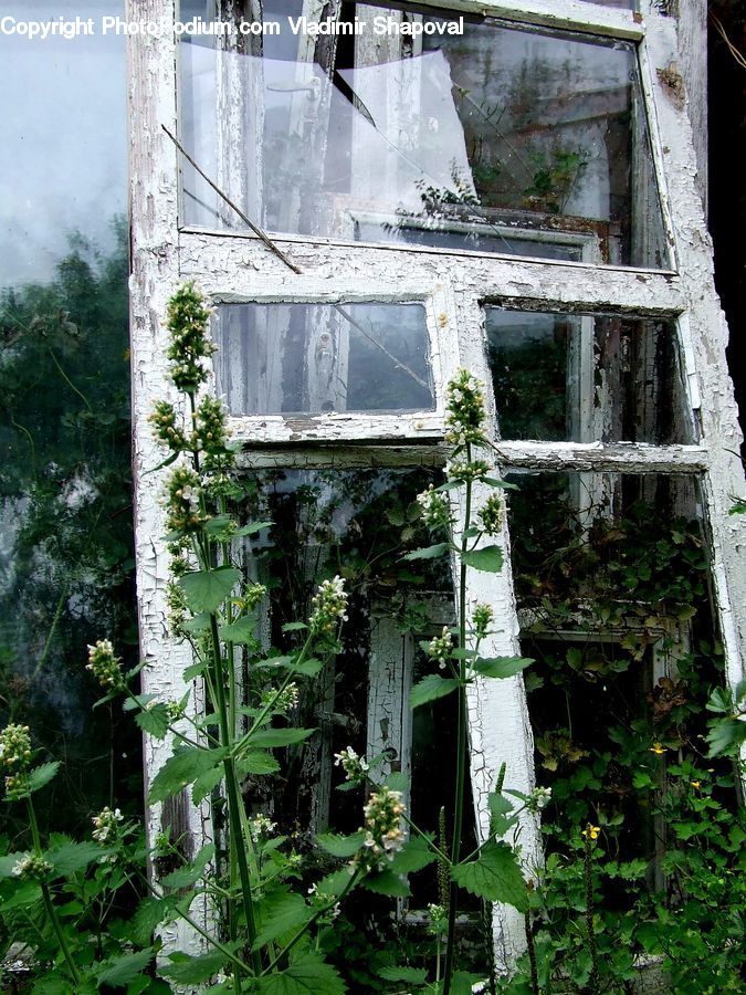 Plant, Potted Plant, Vine, Forest, Jungle, Ivy, Blossom