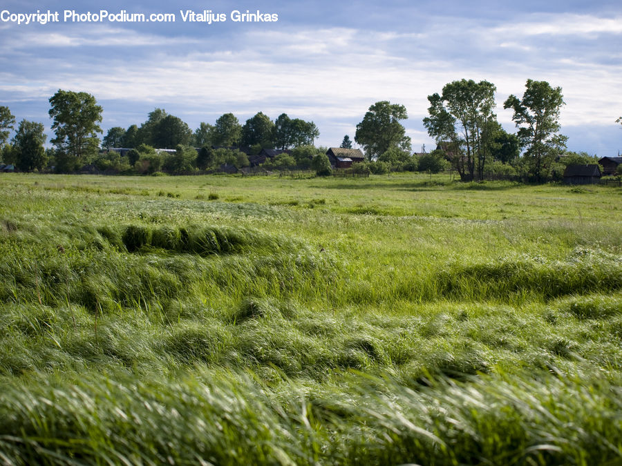 Field, Grass, Grassland, Land, Outdoors, Plant, Meadow