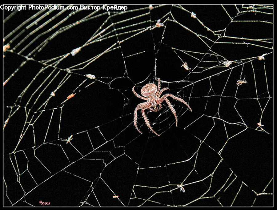 Arachnid, Garden Spider, Insect, Invertebrate, Spider