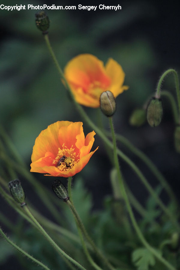 Blossom, Flora, Flower, Plant, Poppy, Pollen, Bud