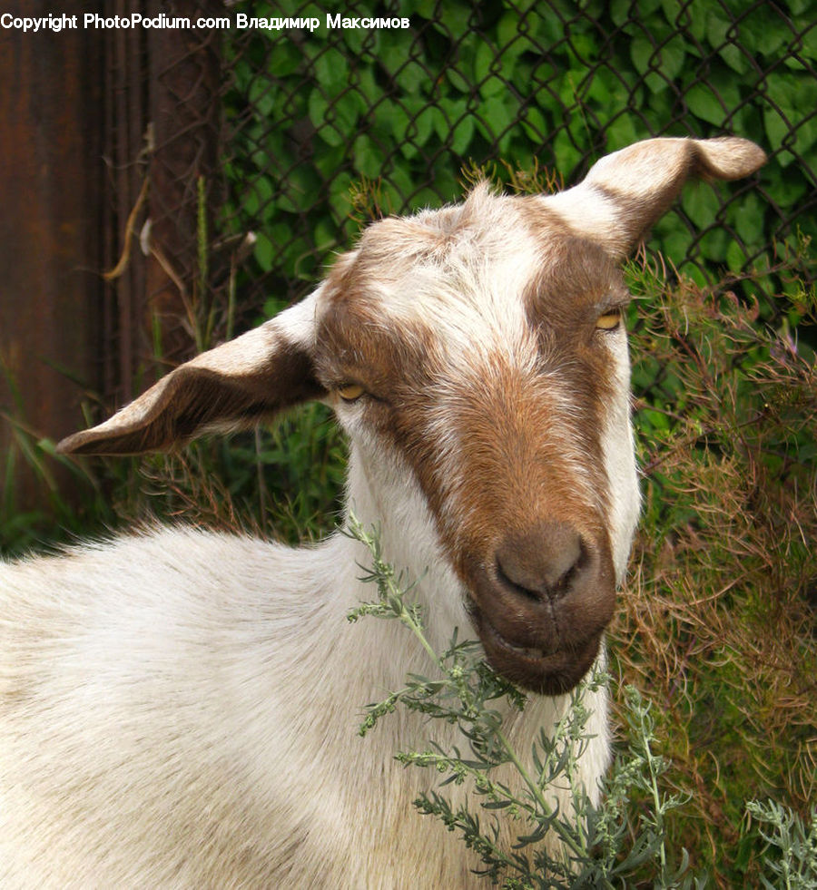 Animal, Goat, Mammal, Mountain Goat