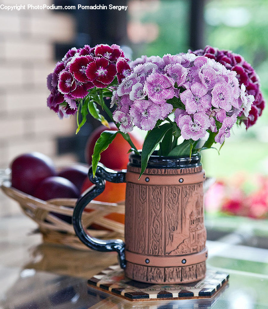 Plant, Potted Plant, Blossom, Flower, Lilac, Flora, Geranium