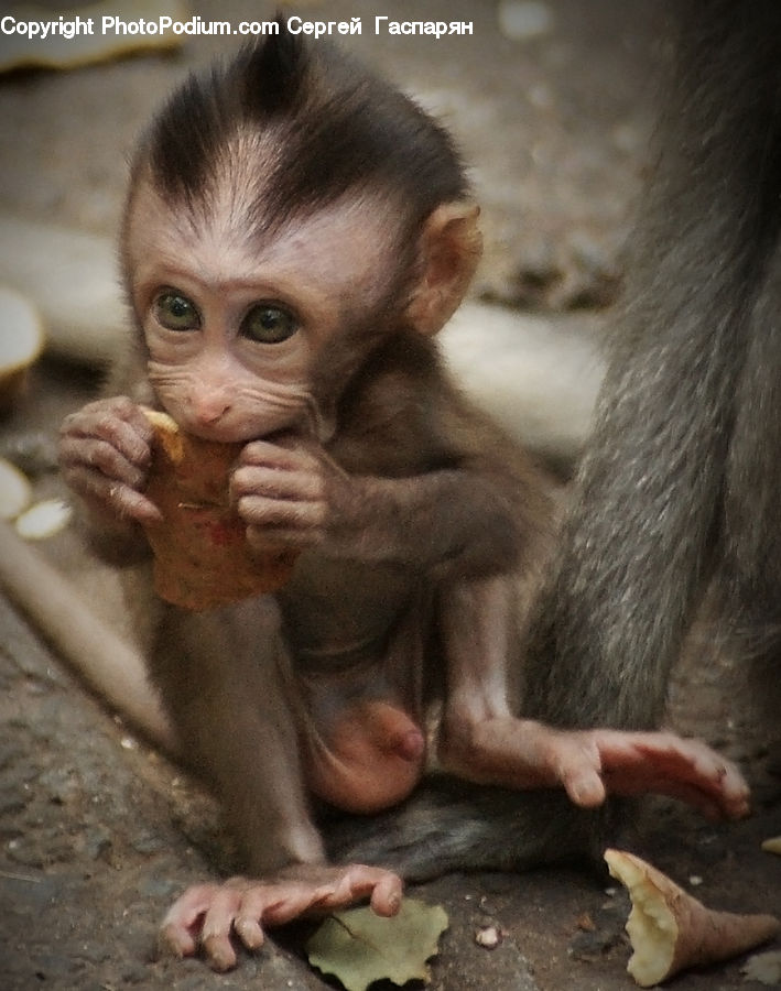 Animal, Mammal, Monkey