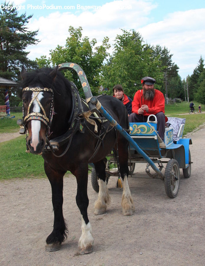 Animal, Horse, Mammal, People, Person, Human, Buggy