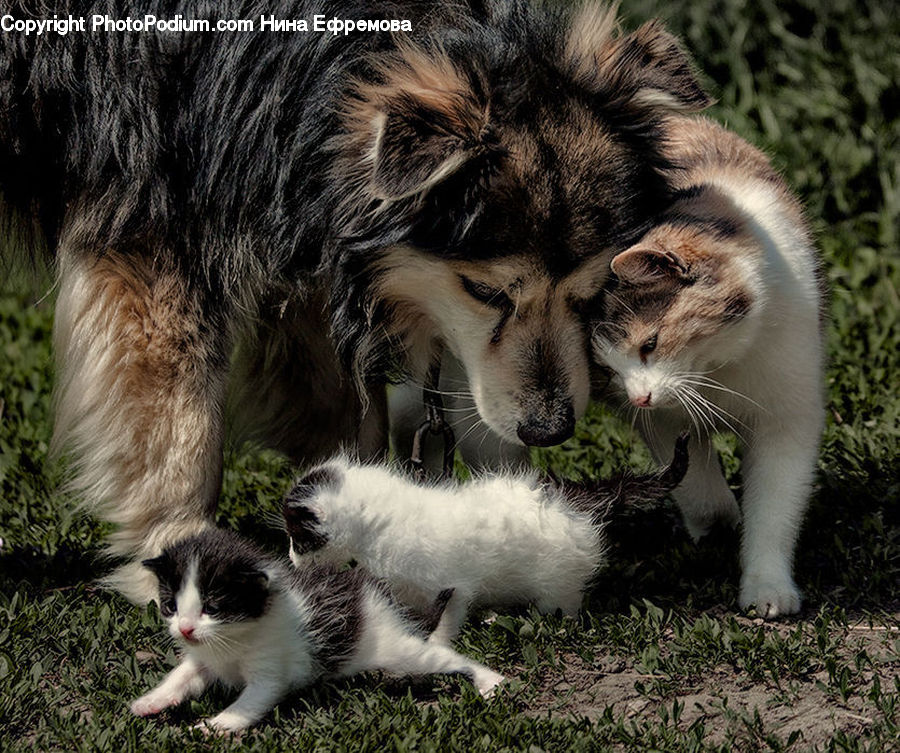 Animal, Cat, Mammal, Manx, Pet, Canine, Collie