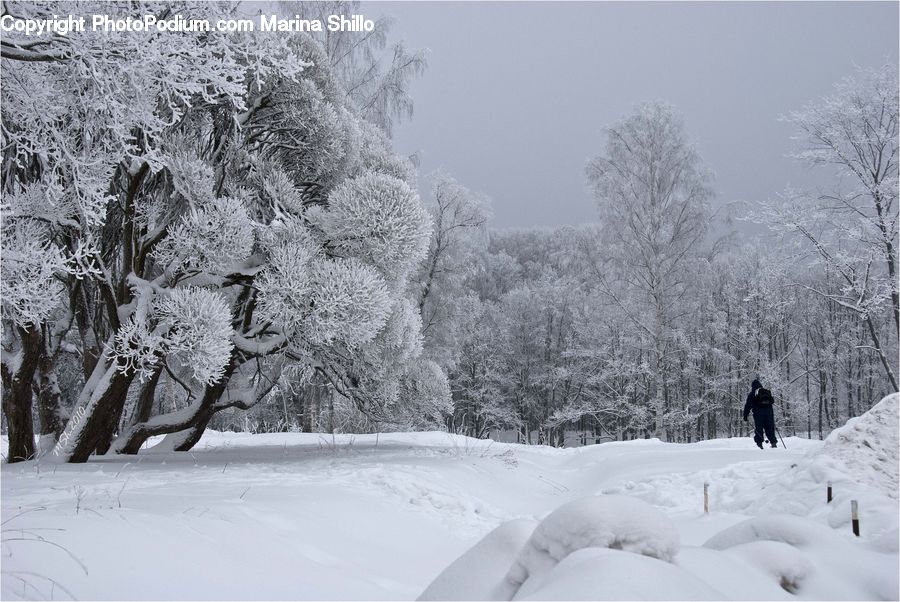 Ice, Outdoors, Snow, Frost, Plant, Tree, Blizzard