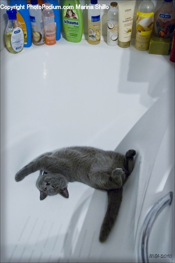 Bottle, Animal, Cat, Mammal, Pet, Beverage, Mineral Water
