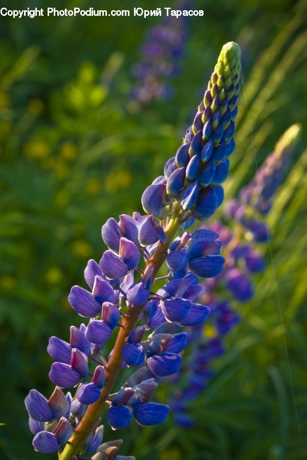 Flower, Lupin, Plant, Blossom, Flora, Violet, Agapanthus