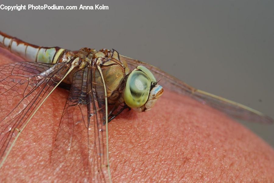 Anisoptera, Dragonfly, Insect, Invertebrate, Acorn, Plant, Seed
