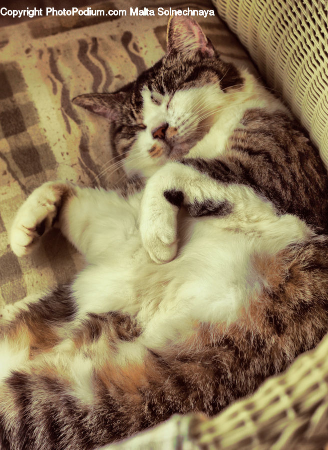 Animal, Cat, Mammal, Manx, Pet, Blanket, Home Decor