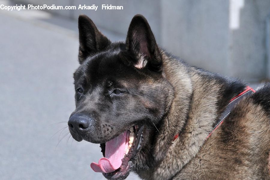 Animal, Canine, Dog, German Shepherd, Mammal, Pet, Husky