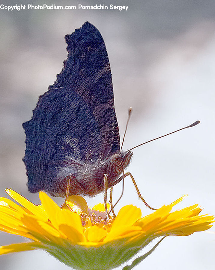 Butterfly, Insect, Invertebrate, Cockroach, Blossom, Crocus, Flora