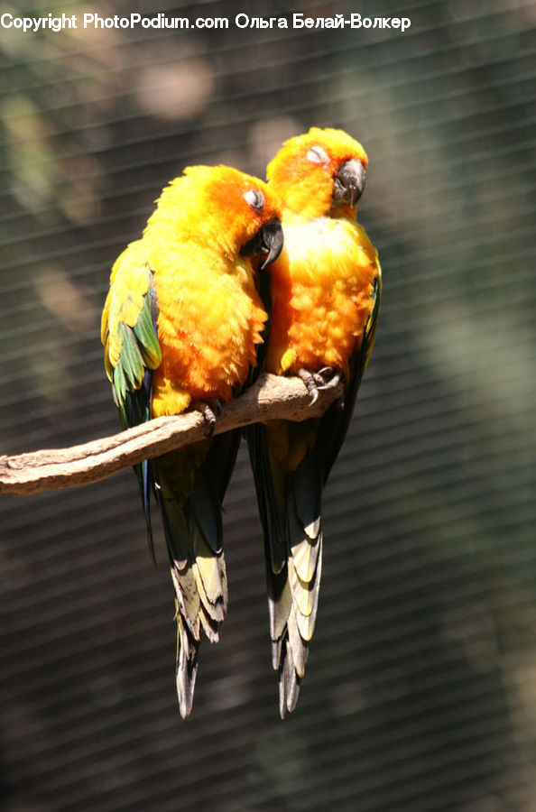 Bird, Macaw, Parrot, Beak, Canary, Finch, Bee Eater