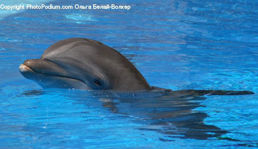 Animal, Dolphin, Fish, Sea Life, Flipper