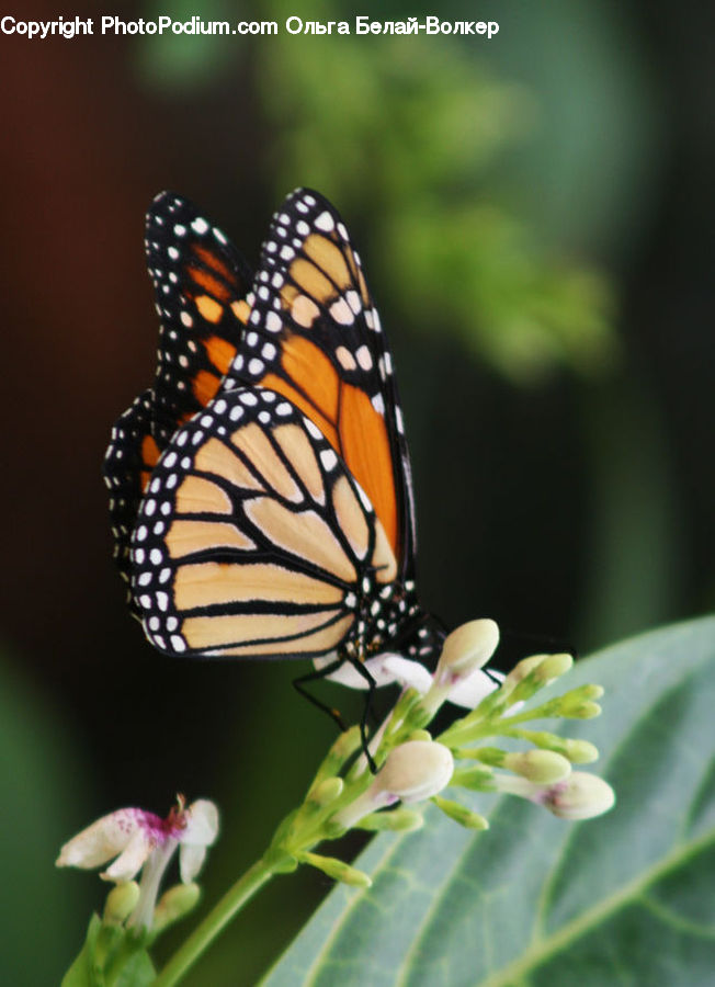 Butterfly, Insect, Invertebrate, Monarch, Blossom, Flora, Flower