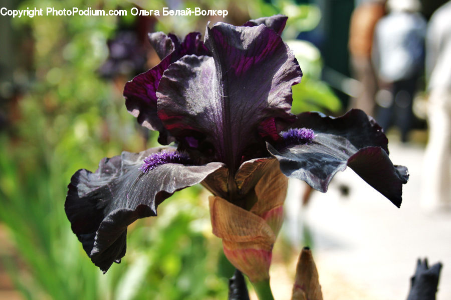 Flora, Flower, Iris, Plant, Blueberry, Fruit, Gladiolus