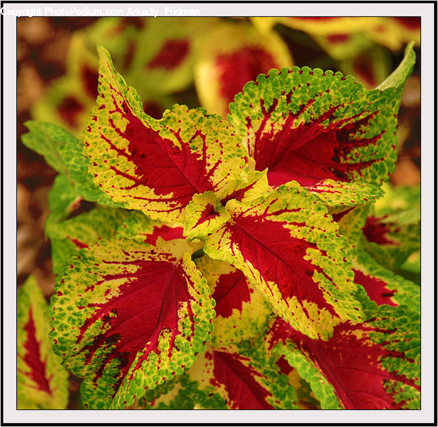 Maple, Maple Leaf, Plant, Veins, Vine, Tree, Wood