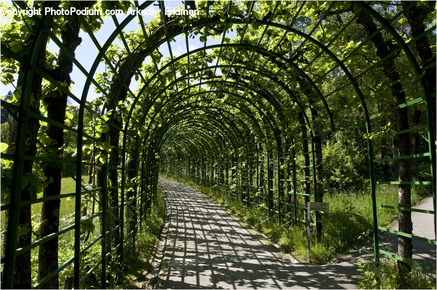 Patio, Pergola, Porch, Arbour, Blossom, Flora, Flower