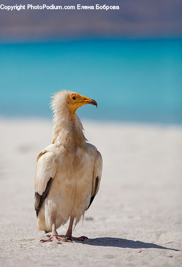 Bird, Booby, Head, Portrait, Beak, Beach, Coast