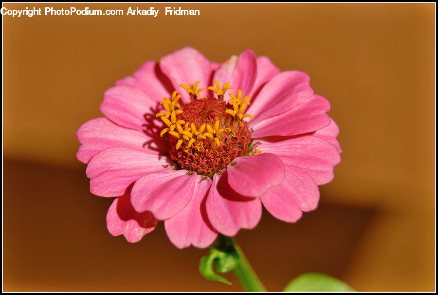 Blossom, Flora, Flower, Plant, Asteraceae, Cosmos, Dahlia