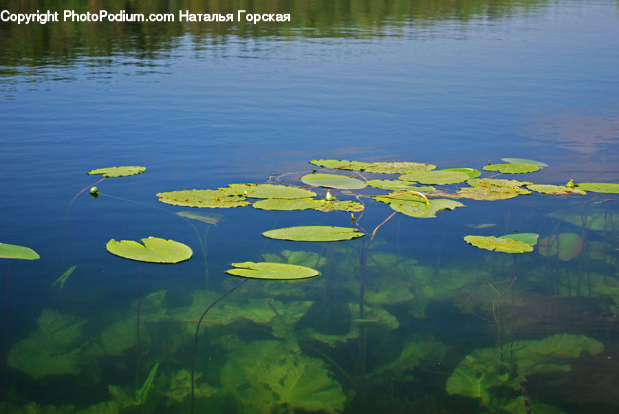 Flower, Lily, Plant, Pond Lily, Land, Marsh, Pond