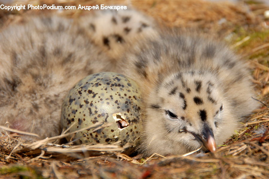 Animal, Leopard, Wildlife, Bird, Flicker Bird, Woodpecker, Snow Leopard