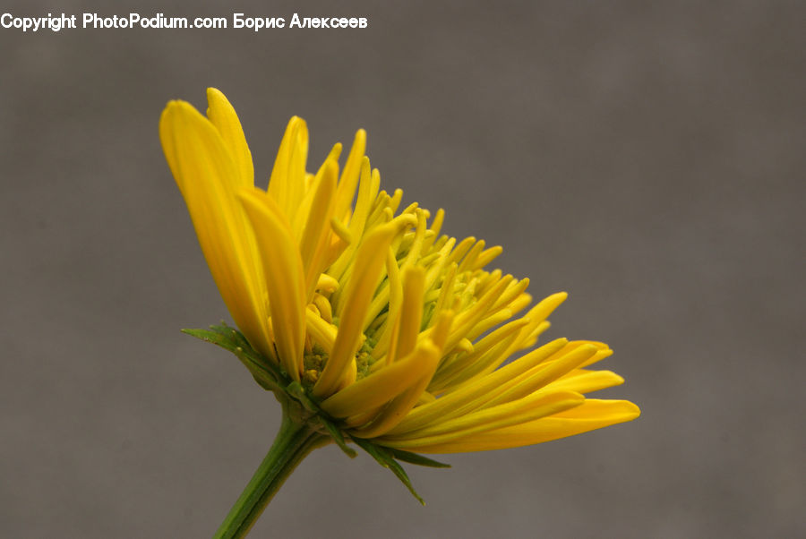 Asteraceae, Blossom, Flora, Flower, Plant, Dandelion, Daisies
