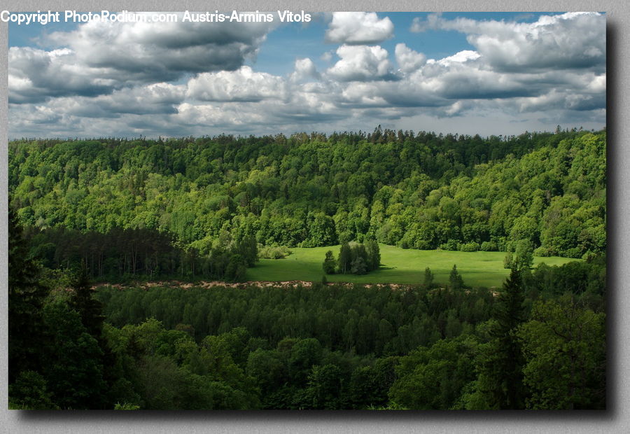 Conifer, Fir, Plant, Tree, Cloud, Cumulus, Sky