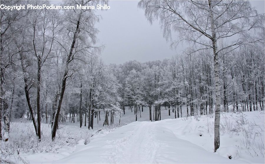 Ice, Outdoors, Snow, Forest, Vegetation, Landscape, Nature