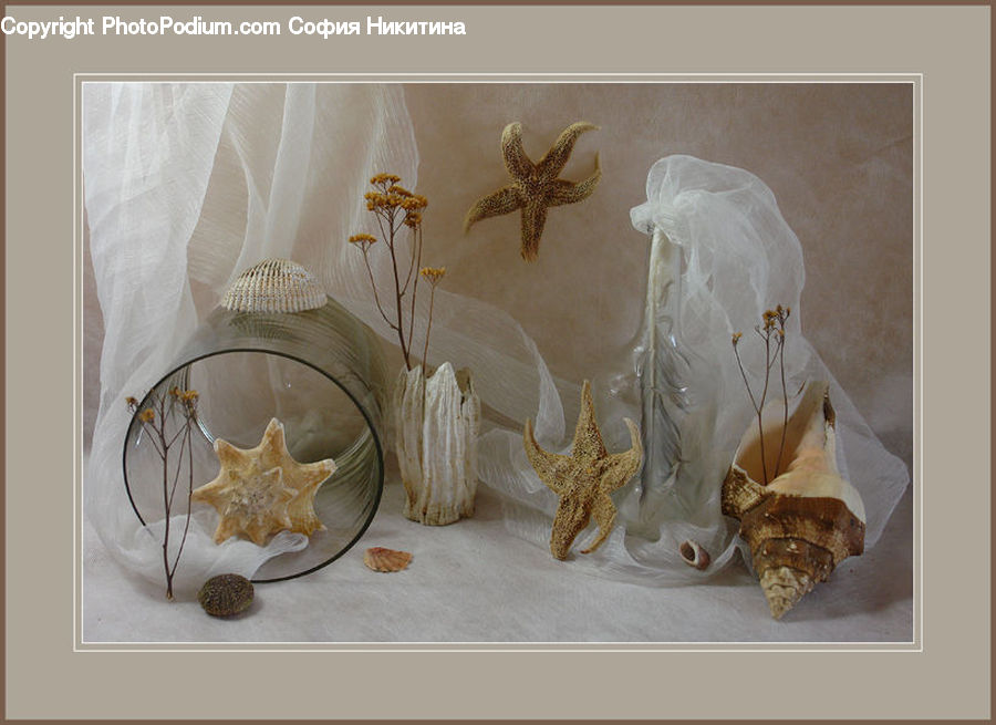 Invertebrate, Sea Life, Starfish, Garlic, Plant, Art, Sculpture